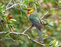 A Female Western Rosella