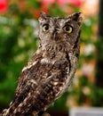 Female Western Screech Owl Royalty Free Stock Photo