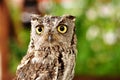 Female Western Screech Owl Royalty Free Stock Photo