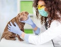 Female wet with stethoscope examines puppy Shar Pei dog