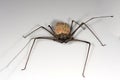 Female whip spider Royalty Free Stock Photo