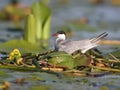 A female whiskered tern Chlidonias hybrida