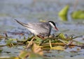 A female whiskered tern Chlidonias hybrida