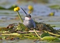 A female whiskered tern Chlidonias hybrida sits on a nest of aquatic plants Royalty Free Stock Photo