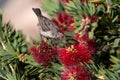 Female White-bellied Sunbird Feeding on a Bush Royalty Free Stock Photo