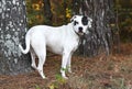 White and black American Bulldog and Boxer mix dog outside on leash Royalty Free Stock Photo