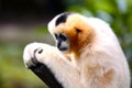 Female White-Cheeked Gibbon