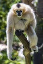 A female White-cheeked gibbon sits on a tree branch in its enclosure at Adelaide Zoo in South Australia in Australia in Australia