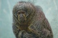 Female White-faced Saki Monkey portrait Royalty Free Stock Photo