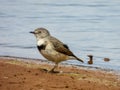 Female White-fronted Chat in New South Wales Australia