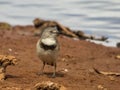 Female White-fronted Chat in New South Wales Australia