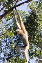 Female white handed Gibbon