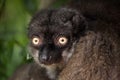 Female white-headed lemur Eulemur albifrons Royalty Free Stock Photo