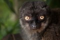 Female white-headed lemur Eulemur albifrons Royalty Free Stock Photo