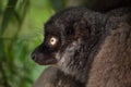 Female white-headed lemur Eulemur albifrons Royalty Free Stock Photo