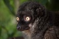 Female white-headed lemur Eulemur albifrons Royalty Free Stock Photo