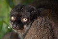 Female white-headed lemur Eulemur albifrons Royalty Free Stock Photo