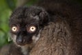 Female white-headed lemur Eulemur albifrons