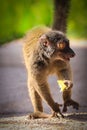 The female white-headed lemur Eulemur albifrons with food Royalty Free Stock Photo