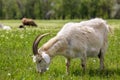 A female white horned goat grazes on the green grass. Royalty Free Stock Photo