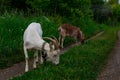 Female white horned goat , rural landscape close-up Royalty Free Stock Photo