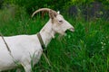 Female white horned goat , rural landscape close-up Royalty Free Stock Photo