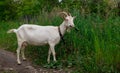 Female white horned goat , rural landscape close-up Royalty Free Stock Photo