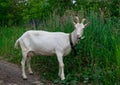 Female white horned goat , rural landscape close-up Royalty Free Stock Photo