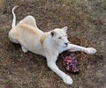 Female white lion Royalty Free Stock Photo