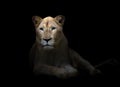 Female white lion in the dark Royalty Free Stock Photo