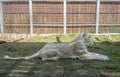 The female white lion lied on the grass. White lions are a rare color mutation, specifically the Southern African lion