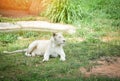 Female white lion lying relaxing on grass field safari - king of the wild lion pride Royalty Free Stock Photo