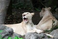 Female white lion lying on the rock Royalty Free Stock Photo