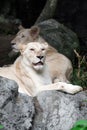 Female white lion lying on the rock Royalty Free Stock Photo