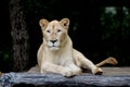 Female white lion Royalty Free Stock Photo