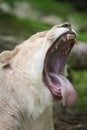 Female white lion Panthera leo krugeri. Royalty Free Stock Photo