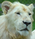 Female white lion is a rare color mutation of the lion Royalty Free Stock Photo