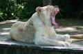 A female white lion relaxing and yawning