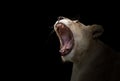 Female white lion yawn Royalty Free Stock Photo