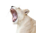 Female white lion yawn isolated Royalty Free Stock Photo