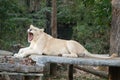 Female white lion yawn Royalty Free Stock Photo