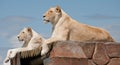 Female White Lionesses Royalty Free Stock Photo