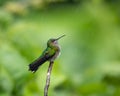 Female White-necked Jacobin hummingbird bathing in a tropical rain shower.