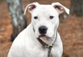 White Pit Bull Terrier and Boxer bulldog mix breed dog outside on a leash Royalty Free Stock Photo