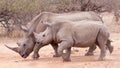 Female White Rhino mother with baby calf Kruger Park South Africa Royalty Free Stock Photo