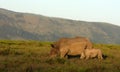 Female white rhino / rhinoceros and calf / baby. South Africa Royalty Free Stock Photo