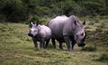 Female white rhino / rhinoceros and calf / baby. South Africa Royalty Free Stock Photo