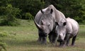 Female white rhino / rhinoceros and calf / baby. South Africa Royalty Free Stock Photo