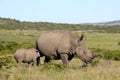 Female white rhino / rhinoceros and calf / baby. South Africa Royalty Free Stock Photo