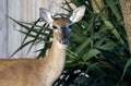 Whitetailed Deer doe, Georgia USA Royalty Free Stock Photo
